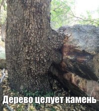 Смешные картинки