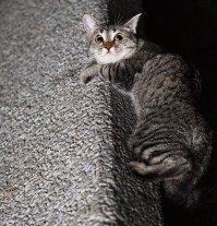 Наконец-то можно лизать своего кота гигантским силиконовым языком