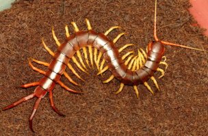 Хуже этого, может быть только это! Хочется сжечь!!