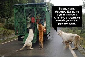 Уникальный китайский зоопарк, в клетках которого сидят люди 