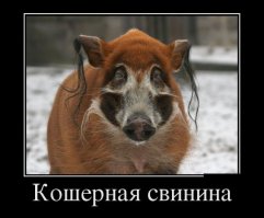 и не кошерная к тому же, нужно было такую покупать