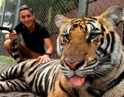 Милая и пушистая тигряшка