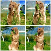 "Тебе, мужик, корешки, а мне - вершки!!!"