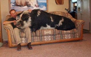 Думали декоративный поросенок,а оказалась гигантская свинья