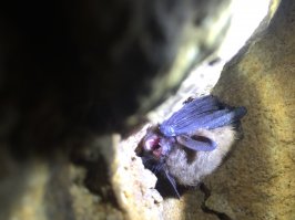 Клево! Сиииинии кишки!!! А я думала это все фантазии Бессона) Вот это и правда чудо
А я в пещере такой снимок сделала