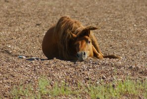 Подглядывая за лошадьми