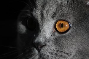 Подборка милых котиков для хорошего настроения