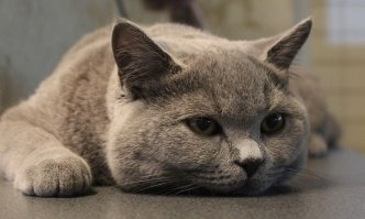 Подборка милых котиков для хорошего настроения