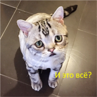 Веселые истории про нас и не про нас 