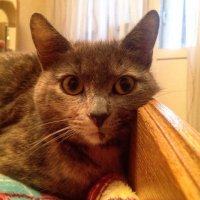 с моим кошаком похожи же, не!?))