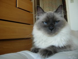 Ещё это может быть регдол. У меня два..)
