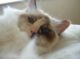 Ещё это может быть регдол. У меня два..)