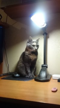 Спецом сфотал недавно дома.