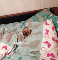 То чувство, когда с утра собираешься на работу и видишь эту довольную морду :)