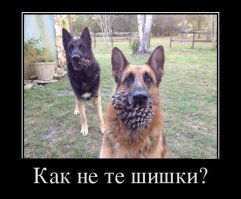 Веселые истории про нас и не про нас 