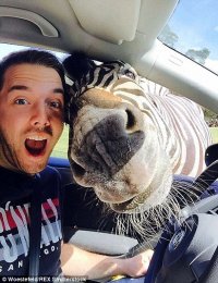 Чувак остановился у зебры