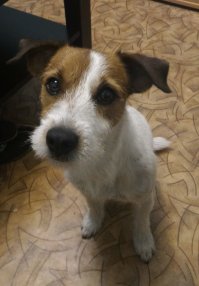 Мой Корч:)
