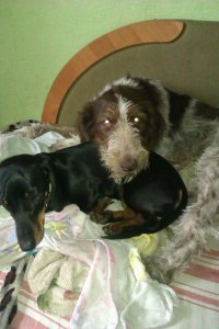 мои деффки. еще есть спаниелища, только тут она спит в другом углу кровати, в кадр не влезла))
