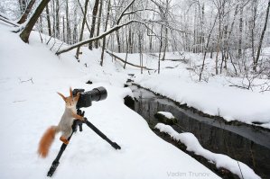 33 причины, почему фотограф дикой природы - лучшая профессия в мире