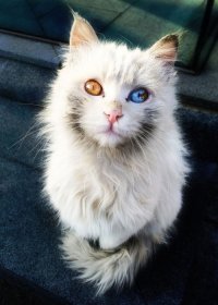 Очередная порция котиков