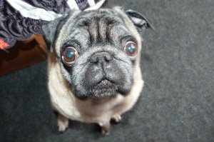 16 примеров собачьей логики во всей ее красе