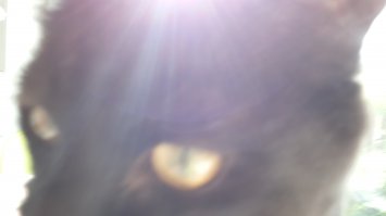 Забавнейшие фотографии животных, которые неожиданно вклинились в селфи 