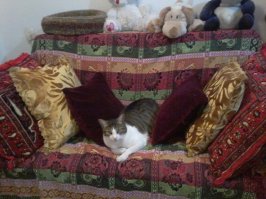 Кот в раковине на моего кота похож))