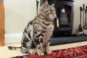 GPS-трекер и ночные приключения вашего кота