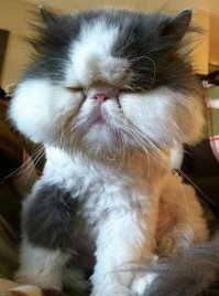 Кот просто положил стрелку индикатора мудрости на самый "красный" высший уровень!