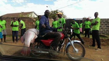 А этот трофейчик привезли рыбаки, кторое на недельку плавают в глубь озера (оз.Виктория по размерам как Грузия)