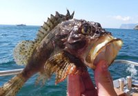 Плавать не опасно, а вот ходить по песчаному дну на диких пляжах нужно с осторожностью.
Кстати, то же касается и камней покрытых водорослями, там живут менее опасные, но тоже неприятные рыбки:

Ёрш, он же - Скорпена.
Там где купается много людей, вряд ли напоретесь, а вот на диких пляжах нужно соблюдать осторожность. Перед тем как опустить ноги, лучше поболтать ими над дном, что бы спугнуть этих рыб, если они там есть.