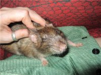 Забавные зверьки, но крысы круче! Они, сцуко, умные как собаки и хитрые как кошки.