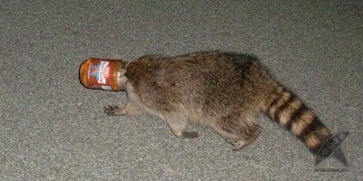 Всё ясно. Он застрял! Подборка фото крепко застрявших животных (включая homo sapiens)