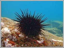 а вообще, самый страшный враг на море: