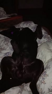 Первое, что я вижу когда просыпаюсь ))))) Мой лабр)