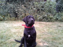 Первое, что я вижу когда просыпаюсь ))))) Мой лабр)