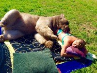 Солдаты испугались животного и спрятались в военных грузовиках сообщила пресс-секретарь бригады Сату <span style='color:gray'>[мат]</span>:lolфамилия не дай бог каждому :))) Испугались говоришь....:))