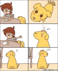 16 примеров собачьей логики во всей ее красе