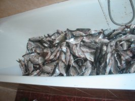 лучше собственного производства - нет ничего)