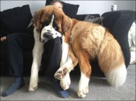 12 наглых псов, которые плевать хотели на эти ваши селфи