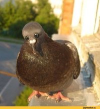 Можно я тебя буду называть голубем? Потому что:
1. Голубь, голубок лучше всего подходит под твою сексуальную ориентацию.
2. Ты тупой как голубь
3. Общаться с тобой, - это как играть в шахматы с голубем. Он фигуры разбросает, на доску насрет и полетит рассказывать как он всех уделал. 

Скажи: КУРЛЫК...