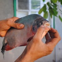 в Батайске уже две их выловили и они были травоядные и далеки до двух кг весом