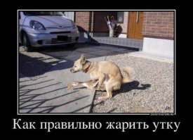 12 наглых псов, которые плевать хотели на эти ваши селфи