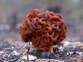 Думал "мозги" это Строчок обыкновенный.