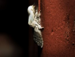 На днях сфоткал. 
Повесил прожектор на даче, так теперь этих мохнатиков рядом с ним десятки сидят.