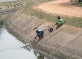 Доброты пост: подборка гифок про спасение животных