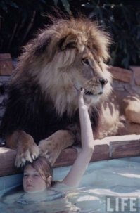 В японском зоопарке лев попытался напасть на 2-летнего мальчика
