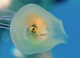 Попала в ловушку: удивительная фотография рыбки внутри медузы