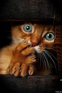 Огромное ружьё