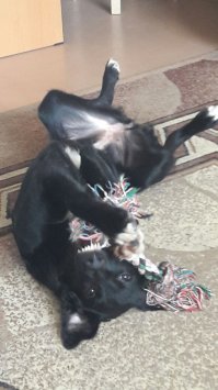 9 января спонтанно поехали проведать дачу. И к нам пришла она. Сердце разрывается как вспомню маленький (2,5 мес) пищащий комок на снегу под калиткой. а на дачах никого зимой нет почти. Соседи потом сказали ,Что кто-то целый выводок вывез в лес и выбросил. Осталась только наша Бася. Сначала взяли с целью пристроить ,но потом не смогли расстаться. Сейчас это великолепная королевишна))) Фотки в первый день (в машине и дома) и сейчас с волосатым нянем)